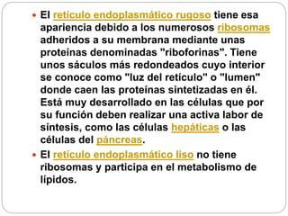  El retículo endoplasmático rugoso tiene esa
apariencia debido a los numerosos ribosomas
adheridos a su membrana mediante unas
proteínas denominadas "riboforinas". Tiene
unos sáculos más redondeados cuyo interior
se conoce como "luz del retículo" o "lumen"
donde caen las proteínas sintetizadas en él.
Está muy desarrollado en las células que por
su función deben realizar una activa labor de
síntesis, como las células hepáticas o las
células del páncreas.
 El retículo endoplasmático liso no tiene
ribosomas y participa en el metabolismo de
lípidos.
 