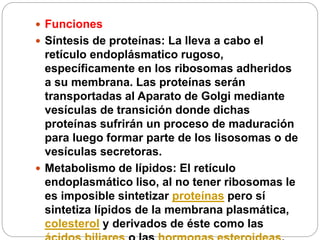  Funciones
 Síntesis de proteínas: La lleva a cabo el
retículo endoplásmatico rugoso,
específicamente en los ribosomas adheridos
a su membrana. Las proteínas serán
transportadas al Aparato de Golgi mediante
vesículas de transición donde dichas
proteínas sufrirán un proceso de maduración
para luego formar parte de los lisosomas o de
vesículas secretoras.
 Metabolismo de lípidos: El retículo
endoplasmático liso, al no tener ribosomas le
es imposible sintetizar proteínas pero sí
sintetiza lípidos de la membrana plasmática,
colesterol y derivados de éste como las
 