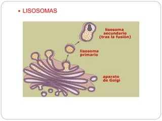  LISOSOMAS
 