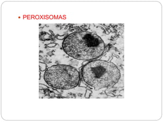  PEROXISOMAS
 