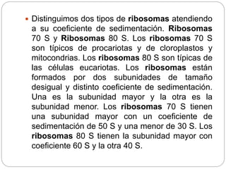  Distinguimos dos tipos de ribosomas atendiendo
a su coeficiente de sedimentación. Ribosomas
70 S y Ribosomas 80 S. Los ribosomas 70 S
son típicos de procariotas y de cloroplastos y
mitocondrias. Los ribosomas 80 S son típicas de
las células eucariotas. Los ribosomas están
formados por dos subunidades de tamaño
desigual y distinto coeficiente de sedimentación.
Una es la subunidad mayor y la otra es la
subunidad menor. Los ribosomas 70 S tienen
una subunidad mayor con un coeficiente de
sedimentación de 50 S y una menor de 30 S. Los
ribosomas 80 S tienen la subunidad mayor con
coeficiente 60 S y la otra 40 S.
 