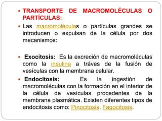  TRANSPORTE DE MACROMOLÉCULAS O
PARTÍCULAS:
 Las macromoléculas o partículas grandes se
introducen o expulsan de la célula por dos
mecanismos:
 Exocitosis: Es la excreción de macromoléculas
como la insulina a tráves de la fusión de
vesículas con la membrana celular.
 Endocitosis: Es la ingestión de
macromoléculas con la formación en el interior de
la célula de vesículas procedentes de la
membrana plasmática. Existen diferentes tipos de
endocitosis como: Pinocitosis. Fagocitosis.
 