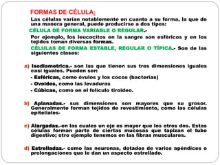 FORMAS DE CÉLULA:
Las células varían notablemente en cuanto a su forma, la que de
una manera general, puede producirse a dos tipos:
CÉLULA DE FORMA VARIABLE O REGULAR.-
Por ejemplo, los leucocitos en la sangre son esféricos y en los
tejidos toman diversas formas.
CÉLULAS DE FORMA ESTABLE, REGULAR O TÍPICA.- Son de las
siguientes clases:
a) Isodiametrica.- son las que tienen sus tres dimensiones iguales
casi iguales. Pueden ser:
- Esféricas, como óvulos y los cocos (bacterias)
- Ovoides, como las levaduras
- Cúbicas, como en el folículo tiroideo.
b) Aplanadas.- sus dimensiones son mayores que su grosor.
Generalmente forman tejidos de revestimiento, como las células
epiteliales-
c) Alargadas.-en las cuales un eje es mayor que los otros dos. Estas
células forman parte de ciertas mucosas que tapizan el tubo
digestivo; otro ejemplo tenemos en las fibras musculares.
d) Estrelladas.- como las neuronas, dotados de varios apéndices o
prolongaciones que le dan un aspecto estrellado.
 