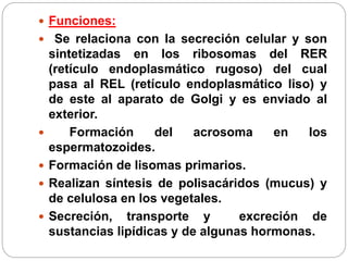  Funciones:
 Se relaciona con la secreción celular y son
sintetizadas en los ribosomas del RER
(retículo endoplasmático rugoso) del cual
pasa al REL (retículo endoplasmático liso) y
de este al aparato de Golgi y es enviado al
exterior.
 Formación del acrosoma en los
espermatozoides.
 Formación de lisomas primarios.
 Realizan síntesis de polisacáridos (mucus) y
de celulosa en los vegetales.
 Secreción, transporte y excreción de
sustancias lipídicas y de algunas hormonas.
 