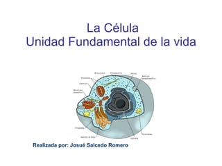 La Célula Unidad Fundamental de la vida  Realizada por: Josué Salcedo Romero 