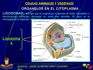 Docente: JHON ALBEIRO DÌAZ CUADRO,
Qco.
CELULAS ANIMALES Y VEGETALES
ORGANELOS EN EL CITOPLASMA
LISOSOMAS: Bolsitas que se originan en el aparato de Golgi. Desdoblan o
descomponen moléculas complejas en otras mas sencillas. Es decir es la
encargada de la digestión intracelular.
Lisosoma
s
 