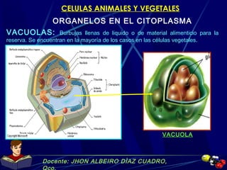Docente: JHON ALBEIRO DÌAZ CUADRO,
Qco.
CELULAS ANIMALES Y VEGETALES
ORGANELOS EN EL CITOPLASMA
VACUOLAS: Burbujas llenas de liquido o de material alimenticio para la
reserva. Se encuentran en la mayoría de los casos en las células vegetales.
VACUOLA
 