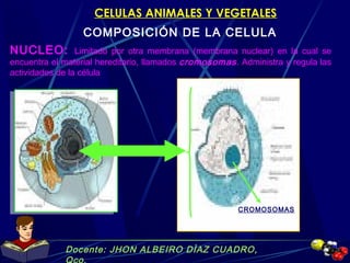Docente: JHON ALBEIRO DÌAZ CUADRO,
Qco.
CELULAS ANIMALES Y VEGETALES
COMPOSICIÓN DE LA CELULA
NUCLEO: Limitado por otra membrana (membrana nuclear) en la cual se
encuentra el material hereditario, llamados cromosomas. Administra y regula las
actividades de la célula
CROMOSOMAS
 