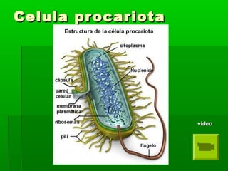 Celula procariotaCelula procariota
vídeovídeo
 