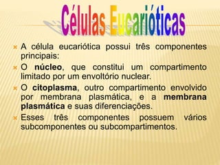  A célula eucariótica possui três componentes
principais:
 O núcleo, que constitui um compartimento
limitado por um envoltório nuclear.
 O citoplasma, outro compartimento envolvido
por membrana plasmática, e a membrana
plasmática e suas diferenciações.
 Esses três componentes possuem vários
subcomponentes ou subcompartimentos.
 