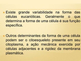  Existe grande variabilidade na forma das
células eucarióticas. Geralmente o que
determina a forma de uma célula é sua função
específica.
 Outros determinantes da forma de uma célula
podem ser o citoesqueleto presente em seu
citoplasma, a ação mecânica exercida por
células adjacentes e a rigidez da membrana
plasmática.
 