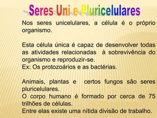 Nos seres unicelulares, a célula é o próprio
organismo.
Esta célula única é capaz de desenvolver todas
as atividades relacionadas à sobrevivência do
organismo e reproduzir-se.
Ex: Os protozoários e as bactérias.
Animais, plantas e certos fungos são seres
pluricelulares.
O corpo humano é formado por cerca de 75
trilhões de células.
Entre elas existe uma nítida divisão de trabalho.
 