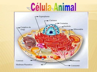 Ergatoplasma
Carioteca
Cromatina
Nucléolo
Mitocondria
Complexo de
Golgi
Centríolo
Menbrana Plasmática
Ribossomo
Lisossomo
 