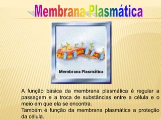 A função básica da membrana plasmática é regular a
passagem e a troca de substâncias entre a célula e o
meio em que ela se encontra.
Também é função da membrana plasmática a proteção
da célula.
 