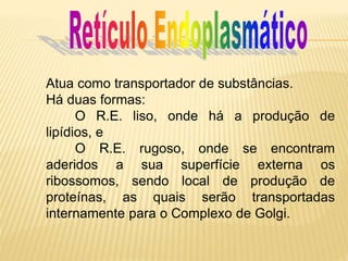 Atua como transportador de substâncias.
Há duas formas:
O R.E. liso, onde há a produção de
lipídios, e
O R.E. rugoso, onde se encontram
aderidos a sua superfície externa os
ribossomos, sendo local de produção de
proteínas, as quais serão transportadas
internamente para o Complexo de Golgi.
 