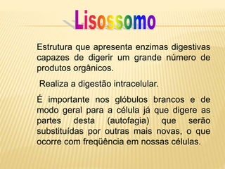Estrutura que apresenta enzimas digestivas
capazes de digerir um grande número de
produtos orgânicos.
Realiza a digestão intracelular.
É importante nos glóbulos brancos e de
modo geral para a célula já que digere as
partes desta (autofagia) que serão
substituídas por outras mais novas, o que
ocorre com freqüência em nossas células.
 