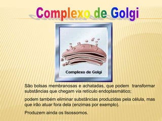 São bolsas membranosas e achatadas, que podem transformar
substâncias que chegam via retículo endoplasmático;
podem também eliminar substâncias produzidas pela célula, mas
que irão atuar fora dela (enzimas por exemplo).
Produzem ainda os lisossomos.
 