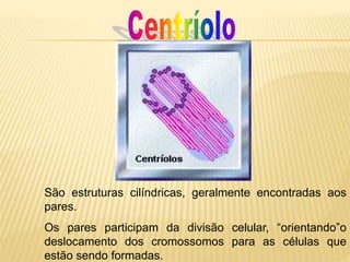 São estruturas cilíndricas, geralmente encontradas aos
pares.
Os pares participam da divisão celular, “orientando”o
deslocamento dos cromossomos para as células que
estão sendo formadas.
 