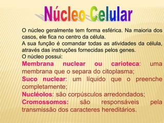 O núcleo geralmente tem forma esférica. Na maioria dos
casos, ele fica no centro da célula.
A sua função é comandar todas as atividades da célula,
através das instruções fornecidas pelos genes.
O núcleo possui:
Membrana nuclear ou carioteca: uma
membrana que o separa do citoplasma;
Suco nuclear: um líquido que o preenche
completamente;
Nucléolos: são corpúsculos arredondados;
Cromossomos: são responsáveis pela
transmissão dos caracteres hereditários.
 