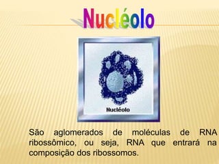 São aglomerados de moléculas de RNA
ribossômico, ou seja, RNA que entrará na
composição dos ribossomos.
 