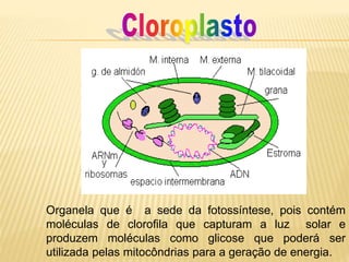 Organela que é a sede da fotossíntese, pois contém
moléculas de clorofila que capturam a luz solar e
produzem moléculas como glicose que poderá ser
utilizada pelas mitocôndrias para a geração de energia.
 