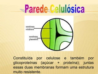 Constituída por celulose e também por
glicoproteínas (açúcar + proteína); juntas
essas duas membranas formam uma estrutura
muito resistente.
 