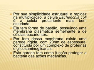  Por sua simplicidade estrutural e rapidez
na multiplicação, a célula Escherichia coli
é a célula procarionte mais bem
estudada.
 Ela tem forma de bastão, possuindo uma
membrana plasmática semelhante à de
células eucariontes.
 Por fora dessa membrana existe uma
parede rígida, com 20nm de espessura,
constituída por um complexo de proteínas
e glicosaminoglicanas.
 Esta parede tem como função proteger a
bactéria das ações mecânicas.
 