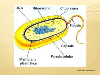Fonte:www.cynara.com.br
 