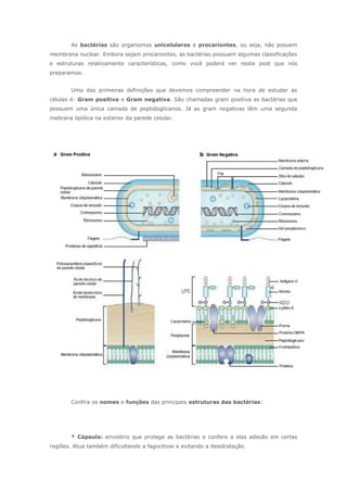……………As bactérias são organismos unicelulares e procariontes, ou seja, não posuem
membrana nuclear. Embora sejam procariontes, as bactérias possuem algumas classificações
e estruturas relativamente características, como você poderá ver neste post que nós
preparamos:
……………Uma das primeiras definições que devemos compreender na hora de estudar as
células é: Gram positiva e Gram negativa. São chamadas gram positiva as bactérias que
possuem uma única camada de peptidoglicanos. Já as gram negativas têm uma segunda
mebrana lipídica na exterior da parede celular.
.
.
……………Confira os nomes e funções das principais estruturas das bactérias:
.
……………* Cápsula: envolório que protege as bactérias e confere a elas adesão em certas
regiões. Atua também dificultando a fagocitose e evitando a desidratação.
 