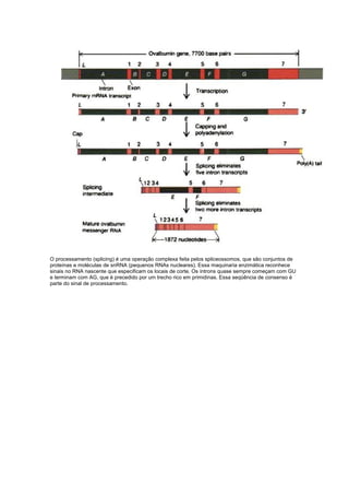 O processamento (splicing) é uma operação complexa feita pelos spliceossomos, que são conjuntos de
proteínas e moléculas de snRNA (pequenos RNAs nucleares). Essa maquinaria enzimática reconhece
sinais no RNA nascente que especificam os locais de corte. Os íntrons quase sempre começam com GU
e terminam com AG, que é precedido por um trecho rico em primidinas. Essa seqüência de consenso é
parte do sinal de processamento.
 
