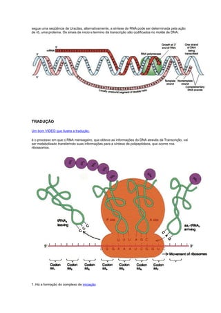 segue uma seqüência de Uracilas. alternativamente, a síntese de RNA pode ser determinada pela ação
de rõ, uma proteína. Os sinais de inicio e termino da transcrição são codificados no molde de DNA.
TRADUÇÃO
Um bom VIDEO que ilustra a tradução.
é o processo em que o RNA mensageiro, que obteve as informações do DNA através da Transcrição, vai
ser metabolizado transferindo suas informações para a síntese de polipeptideos, que ocorre nos
ribossomos.
1. Há a formação do complexo de iniciação
 