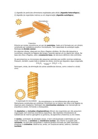 1) digestão de partículas alimentares englobadas pela célula (digestão heterofágica);
2) digestão de organóides inativos ou em degeneração (digestão autofágica).
Próximo ao núcleo, encontra-se um par de centríolos. Cada um é formado por um cilindro
constituído por substância amorfa e microtúbulos. Tem capacidade de autodupli-cação.
Participa da divisão celular.
Em algumas células, observam-se cílios e flagelos vibráteis. Os cílios são pequenos e
numerosos, enquanto os flagelos são longos, havendo apenas um ou alguns por célula. Na
base dos cílios e flagelos, está o corpúsculo basa, de estrutura idêntica à dos centríolos.
Os peroxissomos ou microcorpos são pequenas vesículas que contêm enzimas oxidativas.
Possuem, também, quase toda a catalase da célula, enzima que degrada a água oxigenada.
Participam, ainda, da eliminação de outras substâncias tóxicas, como o etanol e o ácido
úrico.
Os microtúbulos e os microfilamentos são estruturas
filamentares constituídas por proteínas. Encontram-se no interior dos cílios e de flagelos ou
dispersos pelo citoplasma. Participam dos movimentos celulares e da manutenção da
arquitetura celular, formando o citoesqueleto.
Os depósitos ou inclusões citoplasmáticas diferem dos organóides por não possuírem
organização nem sistemas enzimáticos específicos. São depósitos intracelulares de
substâncias de reserva (glicogênio ou gordura), de pigmentos (melanina) ou de cristais.
O núcleo, controlador da atividade celular, é bem individualizado e delimitado por uma
dupla membrana, a carioteca ou membrana nuclear. Seu interior é ocupado pela
cariolinfa, na qual está mergulhado o material genético formado por DNA associado a
proteínas, a cromatina. Observa-se, ainda, um corpúsculo denso, esférico, chamado
nucléolo.
 