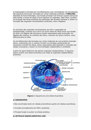 O citoesqueleto é formado por microfilamentos e por microtúbulos. Os microtúbulos
são pequenas estruturas, formadas por várias moléculas protéicas a TUBULINA,
dispostas de forma helicoidal, cuja função principal é de fornecer suporte estrutural
para manter a forma da célula e para organizar as organelas. Além disso, auxiliam
na formação das fibras protéicas que participam das divisões celulares e, atuam na
formação das organelas microtubulares (centríolos, cílios e flagelos).
Os centríolos são organelas microtubulares que têm a capacidade de
autoduplicação, processo que ocorre um pouco antes da célula iniciar sua divisão.
Os cílios e os flagelos são estruturas móveis responsáveis pela locomoção. Os
flagelos são maiores, ao contrário dos cílios, e ocorrem em pouco número, outra
diferença para os cílios.
Os microfilamentos são formados por várias moléculas de uma proteína chamada
actina. Juntamente com a miosina, formam os principais componentes do
mecanismo contrátil da célula, sendo responsáveis pela distenção e contração das
células musculares, e atuam na movimentação citoplasmática e amebóide.
A partir de agora falaremos das demais organelas citoplasmáticas. O esquema
abaixo mostra uma célula eucariótica com todas as organelas citoplasmáticas
presentes.
Figura 1. Esquema de uma Célula Eucariótica.
a) RIBOSSOMOS
• São encontrados tanto em células procarióticas quanto em células eucarióticas;
• Formado principalmente por RNA e proteínas;
• Principal função é auxiliar na síntese protéica;
b) RETÍCULO ENDOPLASMÁTICO LISO
 
