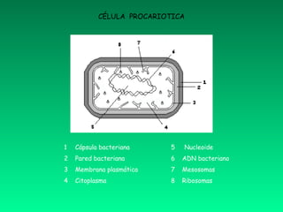 1 Cápsula bacteriana
2 Pared bacteriana
3 Membrana plasmática
4 Citoplasma
5 Nucleoide
6 ADN bacteriano
7 Mesosomas
8 Ribosomas
CÉLULA PROCARIOTICA
 