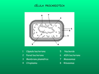 1 Cápsula bacteriana 2 Pared bacteriana 3 Membrana plasmática 4 Citoplasma 5 Nucleoide  6 ADN bacteriano 7 Mesosomas  8 Ribosomas CÉLULA  PROCARIOTICA 