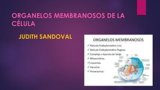 ORGANELOS MEMBRANOSOS DE LA
CÉLULA
JUDITH SANDOVAL
 