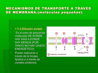 MECANISMOS DE TRANSPORTE A TRAVESMECANISMOS DE TRANSPORTE A TRAVES
DE MEMBRANA.(moléculas pequeñas).DE MEMBRANA.(moléculas pequeñas).
 1 Y 2.Difusión simple1 Y 2.Difusión simple ::
 Es el paso de pequeñasEs el paso de pequeñas
moléculas DE DONDEmoléculas DE DONDE
HAY MAS A DONDEHAY MAS A DONDE
HAY MENOS (PORHAY MENOS (POR
TANTO NO HAY GASTOTANTO NO HAY GASTO
ENERGÉTICO);ENERGÉTICO);
 Puede realizarse aPuede realizarse a
través de la bicapatravés de la bicapa
lipídica o a través delipídica o a través de
canales proteícos.canales proteícos.
 