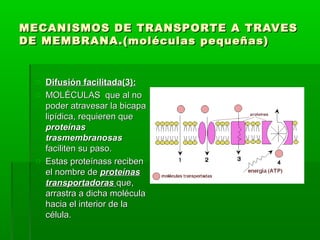 MECANISMOS DE TRANSPORTE A TRAVESMECANISMOS DE TRANSPORTE A TRAVES
DE MEMBRANA.(moléculas pequeñas)DE MEMBRANA.(moléculas pequeñas)
o Difusión facilitada(3):Difusión facilitada(3):
o MOLÉCULAS que al noMOLÉCULAS que al no
poder atravesar la bicapapoder atravesar la bicapa
lipídica, requieren quelipídica, requieren que
proteínasproteínas
trasmembranosastrasmembranosas
faciliten su paso.faciliten su paso.
o Estas proteínass recibenEstas proteínass reciben
el nombre deel nombre de proteínasproteínas
transportadorastransportadoras que,que,
arrastra a dicha moléculaarrastra a dicha molécula
hacia el interior de lahacia el interior de la
célula.célula.
 