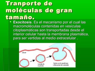 Tranporte deTranporte de
moléculas de granmoléculas de gran
tamaño.tamaño.
 ExocitosisExocitosis. Es el mecanismo por el cual las. Es el mecanismo por el cual las
macromoléculas contenidas en vesículasmacromoléculas contenidas en vesículas
citoplasmáticas son transportadas desde elcitoplasmáticas son transportadas desde el
interior celular hasta la membrana plasmática,interior celular hasta la membrana plasmática,
para ser vertidas al medio extracelular .para ser vertidas al medio extracelular .
 