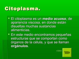 Citoplasma.Citoplasma.
 El citoplasma es unEl citoplasma es un mediomedio acuosoacuoso, de, de
apariencia viscosa, en donde estánapariencia viscosa, en donde están
disueltas muchas sustanciasdisueltas muchas sustancias
alimenticias.alimenticias.
 En este medio encontramos pequeñasEn este medio encontramos pequeñas
estructuras que se comportan comoestructuras que se comportan como
órganos de la célula, y que se llamanórganos de la célula, y que se llaman
orgánulosorgánulos..
vídeovídeo
 