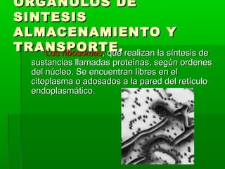 ORGÁNULOS DEORGÁNULOS DE
SINTESISSINTESIS
ALMACENAMIENTO YALMACENAMIENTO Y
TRANSPORTE.TRANSPORTE.LosLos ribosomasribosomas, que realizan la síntesis de, que realizan la síntesis de
sustancias llamadas proteínas, según ordenessustancias llamadas proteínas, según ordenes
del núcleo. Se encuentran libres en eldel núcleo. Se encuentran libres en el
citoplasma o adosados a la pared del retículocitoplasma o adosados a la pared del retículo
endoplasmático.endoplasmático.
 