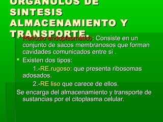 ORGÁNULOS DEORGÁNULOS DE
SINTESISSINTESIS
ALMACENAMIENTO YALMACENAMIENTO Y
TRANSPORTE.TRANSPORTE. Retículo endoplasmáticoRetículo endoplasmático: Consiste en un: Consiste en un
conjunto de sacos membranosos que formanconjunto de sacos membranosos que forman
cavidades comunicados entre si .cavidades comunicados entre si .
 Existen dos tipos:Existen dos tipos:
1.-1.-RE.rugosoRE.rugoso: que presenta ribosomas: que presenta ribosomas
adosados.adosados.
2.-2.-RE lisoRE liso que carece de ellos.que carece de ellos.
Se encarga del almacenamiento y transporte deSe encarga del almacenamiento y transporte de
sustancias por el citoplasma celular.sustancias por el citoplasma celular.
 