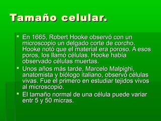 Tamaño celular.Tamaño celular.
 En 1665, Robert Hooke observó con unEn 1665, Robert Hooke observó con un
microscopio un delgado corte de corcho.microscopio un delgado corte de corcho.
Hooke notó que el material era poroso. A esosHooke notó que el material era poroso. A esos
poros, los llamó células. Hooke habíaporos, los llamó células. Hooke había
observado células muertas.observado células muertas.
 Unos años más tarde, Marcelo Malpighi,Unos años más tarde, Marcelo Malpighi,
anatomista y biólogo italiano, observó célulasanatomista y biólogo italiano, observó células
vivas. Fue el primero en estudiar tejidos vivosvivas. Fue el primero en estudiar tejidos vivos
al microscopio.al microscopio.
 El tamaño normal de una célula puede variarEl tamaño normal de una célula puede variar
entr 5 y 50 micras.entr 5 y 50 micras.
 