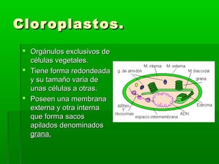 Cloroplastos.Cloroplastos.
 Orgánulos exclusivos deOrgánulos exclusivos de
células vegetales.células vegetales.
 Tiene forma redondeadaTiene forma redondeada
y su tamaño varia dey su tamaño varia de
unas células a otras.unas células a otras.
 Poseen una membranaPoseen una membrana
externa y otra internaexterna y otra interna
que forma sacosque forma sacos
apilados denominadosapilados denominados
grana.grana.
 