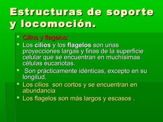 Estructuras de soporteEstructuras de soporte
y locomoción.y locomoción.
 Cilios y flagelos:Cilios y flagelos:
 LosLos cilioscilios y losy los flagelosflagelos son unasson unas
proyecciones largas y finas de la superficieproyecciones largas y finas de la superficie
celular que se encuentran en muchísimascelular que se encuentran en muchísimas
células eucariotas.células eucariotas.
 Son prácticamente idénticas, excepto en suSon prácticamente idénticas, excepto en su
longitud.longitud.
 Los cilios son cortos y se encuentran enLos cilios son cortos y se encuentran en
abundanciaabundancia
 Los flagelos son más largos y escasosLos flagelos son más largos y escasos ..
 