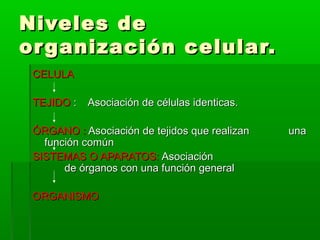 Niveles deNiveles de
organización celular.organización celular.
CELULACELULA
TEJIDOTEJIDO : Asociación de células identicas.: Asociación de células identicas.
ÓRGANO :ÓRGANO : Asociación de tejidos que realizanAsociación de tejidos que realizan unauna
función comúnfunción común
SISTEMAS O APARATOS:SISTEMAS O APARATOS: AsociaciónAsociación
de órganos con una función generalde órganos con una función general
ORGANISMOORGANISMO
 