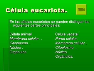 Célula eucariota.Célula eucariota.
En las células eucariotas se pueden distinguir lasEn las células eucariotas se pueden distinguir las
siguientes partes principales:siguientes partes principales:
Célula animalCélula animal Célula vegetalCélula vegetal
Membrana celularMembrana celular .. Pared celular.Pared celular.
CitoplasmaCitoplasma .. Membrana celularMembrana celular ..
NúcleoNúcleo .. CitoplasmaCitoplasma ..
OrgánulosOrgánulos Núcleo.Núcleo.
Orgánulos.Orgánulos.
 