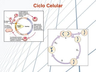 Ciclo Celular 