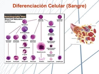 Diferenciación Celular (Sangre) 