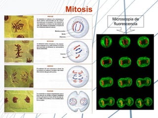 Mitosis Microscopia de fluorescencia 